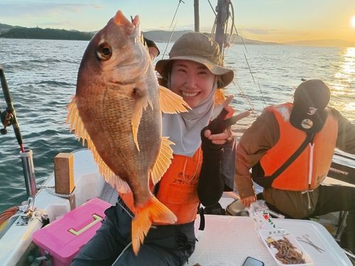 マダイの釣果
