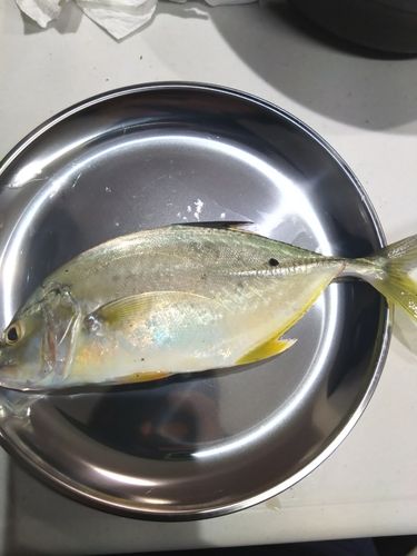 メッキの釣果