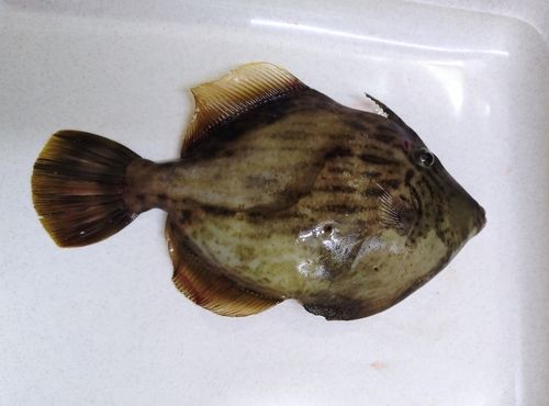 カワハギの釣果