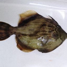 カワハギ