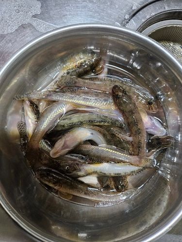 マハゼの釣果