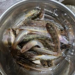 マハゼ