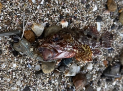 アラカブの釣果