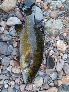 スモールマウスバスの釣果