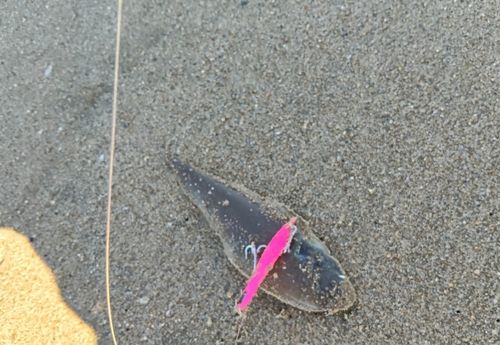 シタビラメの釣果