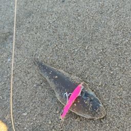 シタビラメ