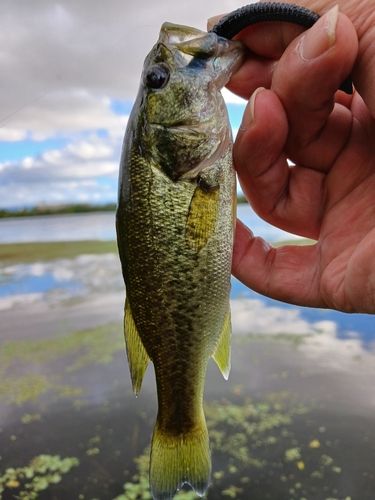 ラージマウスバスの釣果