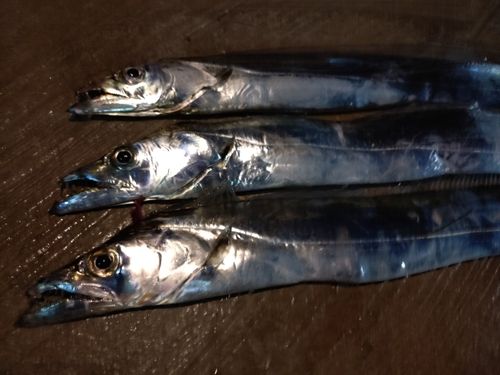タチウオの釣果
