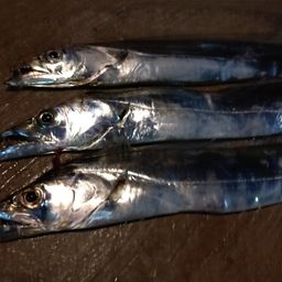 タチウオ