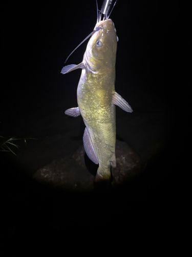 アメリカナマズの釣果
