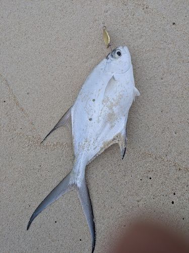 コバンアジの釣果