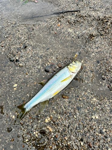 カワムツの釣果