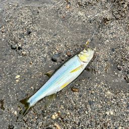カワムツ