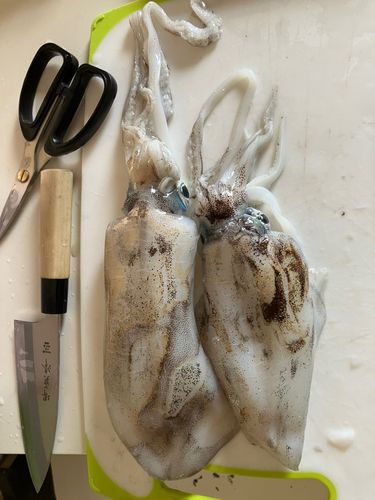アオリイカの釣果