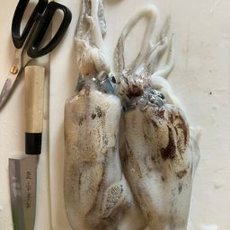 アオリイカ