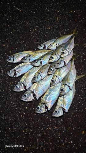 鹿島灘