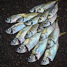 アジ