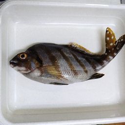 タカノハダイ