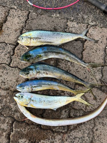 シイラの釣果