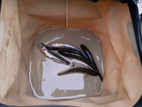 ハゼの釣果