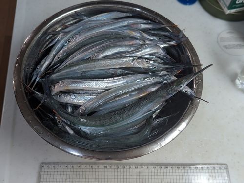 サヨリの釣果