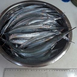 サヨリ