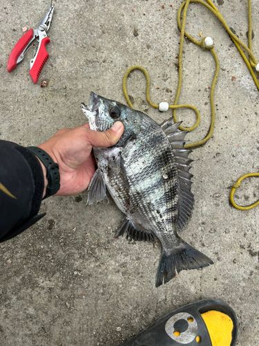 クロダイの釣果