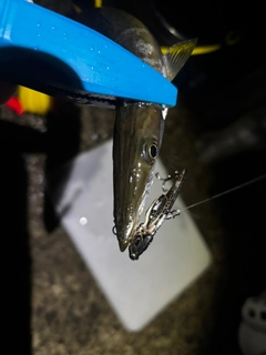 アカカマスの釣果