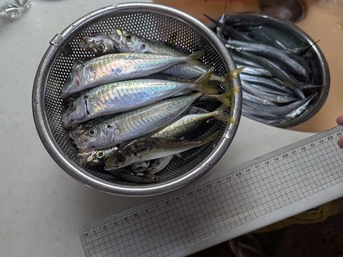 アジの釣果