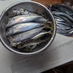 アジ