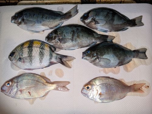 釣果