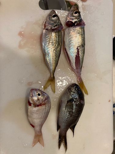 アジの釣果