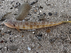 オキエソの釣果