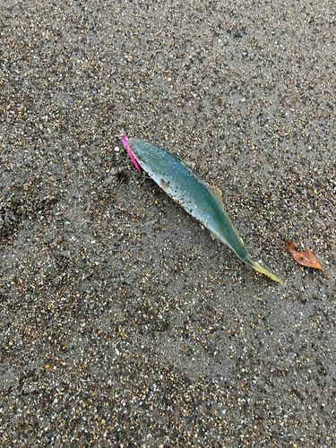 伊良湖サーフ