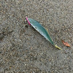 ワカシ