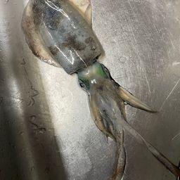 アオリイカ