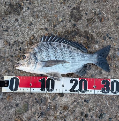 クロダイの釣果