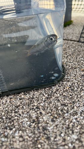 カタクチイワシの釣果