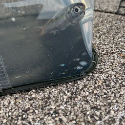 カタクチイワシ