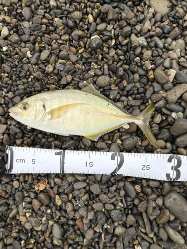 シマアジの釣果