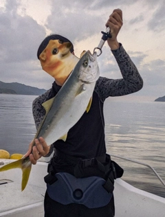 ヒラマサの釣果