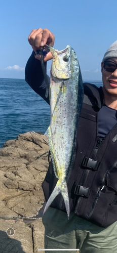 シイラの釣果