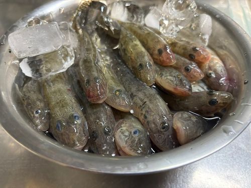 マハゼの釣果