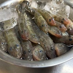 マハゼ