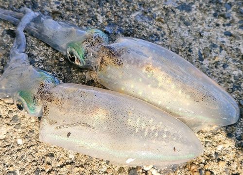 広島湾
