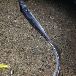 タチウオ
