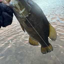 スモールマウスバス