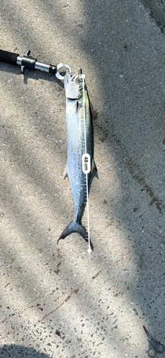 サゴシの釣果