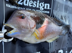 イラの釣果