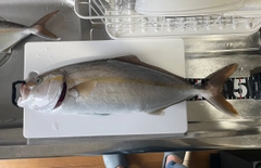 ショゴの釣果